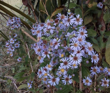 [A group of so many blooms the petals overlap. A couple have yellow centers, but most have brown centers. These basically look like lilac-colored daisies with puffy brown centers.]